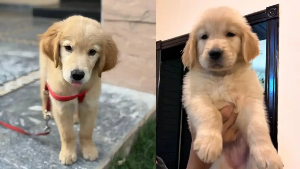 Dog For Sale