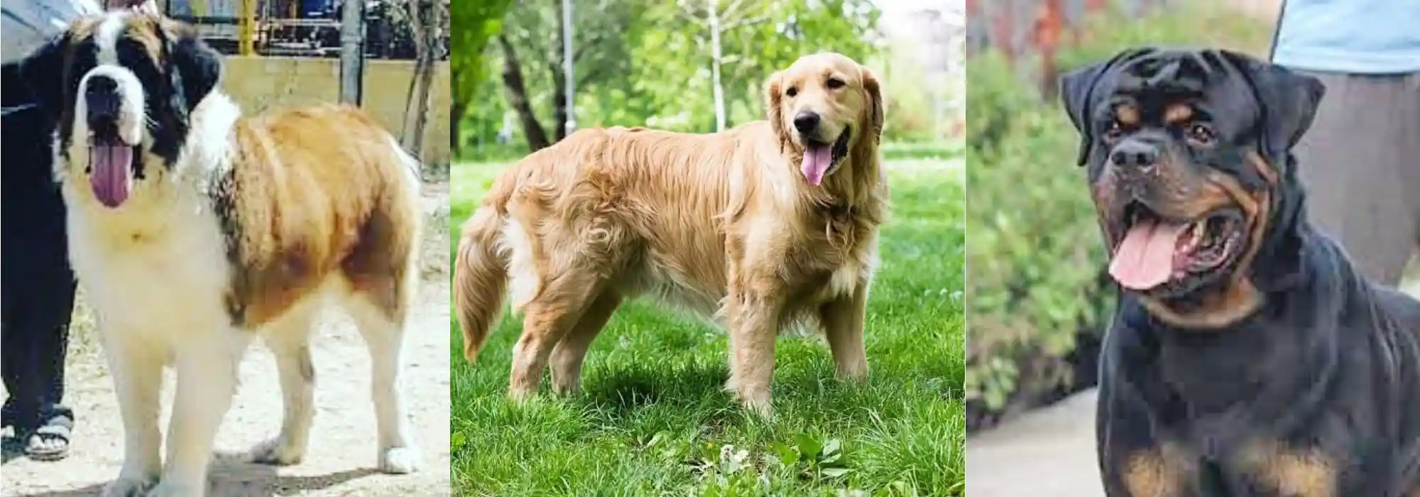 Dog For Sale